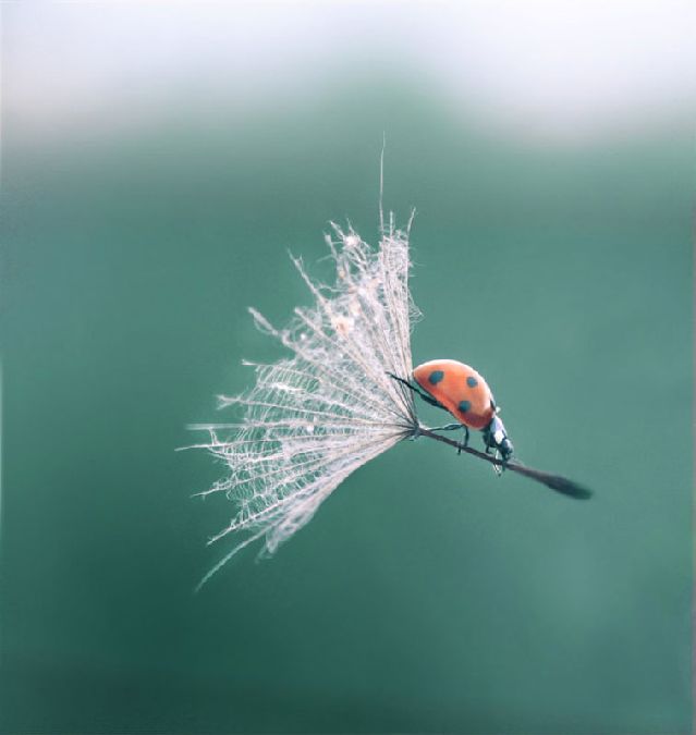 ladybug dandelion perfect timing
